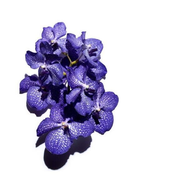 CLARINS Huile Blue Orchid Treatment Oil - Dehydrated skin كلارنس زيت الاوركيد الازرق