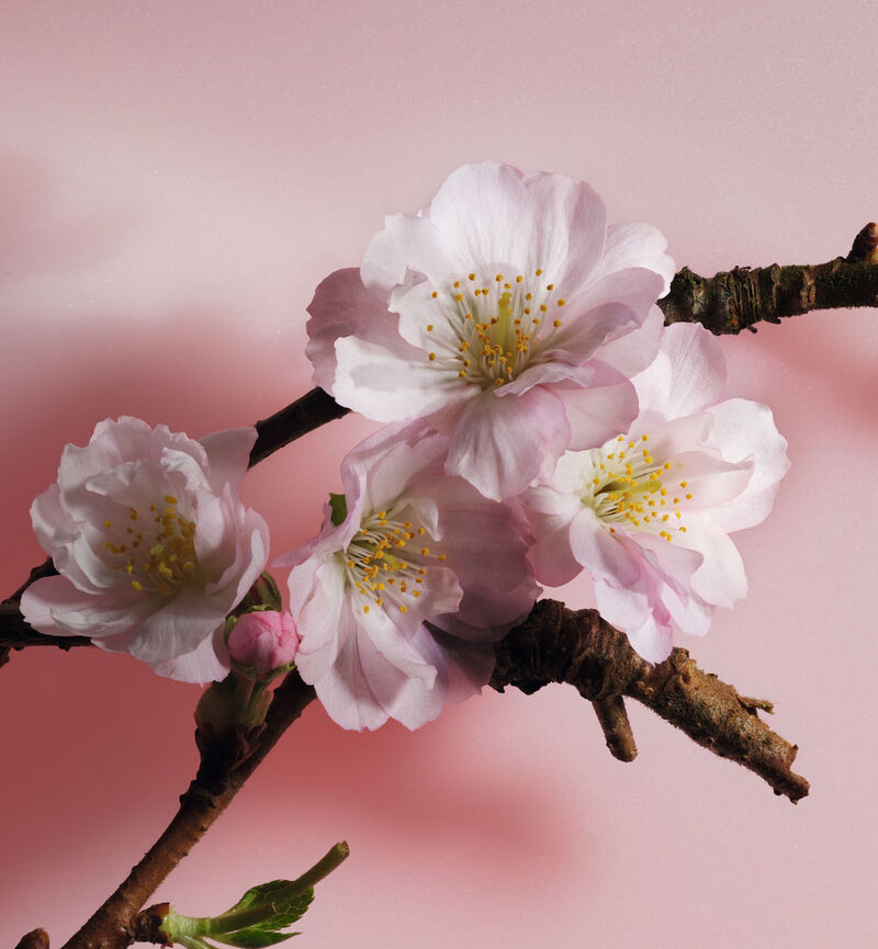 CHRISTIAN DIOR Sakura Eau de Parfum 125ml كرستيان ديور عطر للرجال والنساء - Image 4