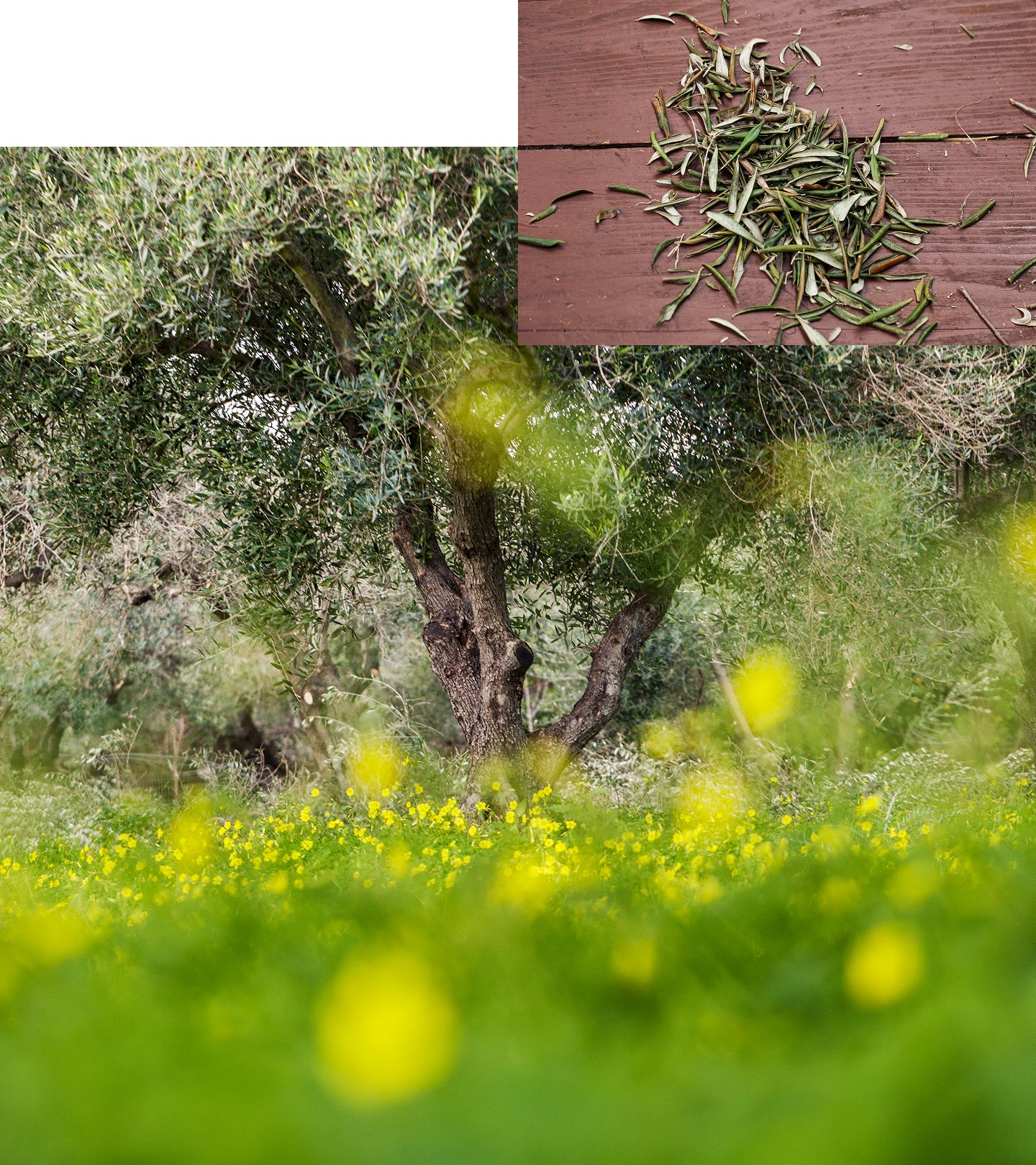 KORRES Pure Greek Olive 3-In-1 Nourishing Oil 100ml زيت كوريس المغذي 3 في 1 بزيت الزيتون اليوناني النقي - Image 2