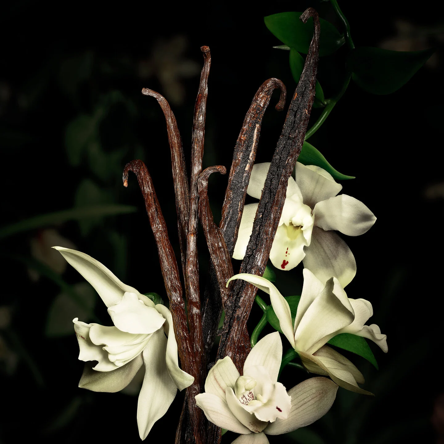 YVES SAINT LAURENT Babycat Raw Bourbon Eau De Parfum Unisex 125ml عطر للرجال والنساء - Image 4