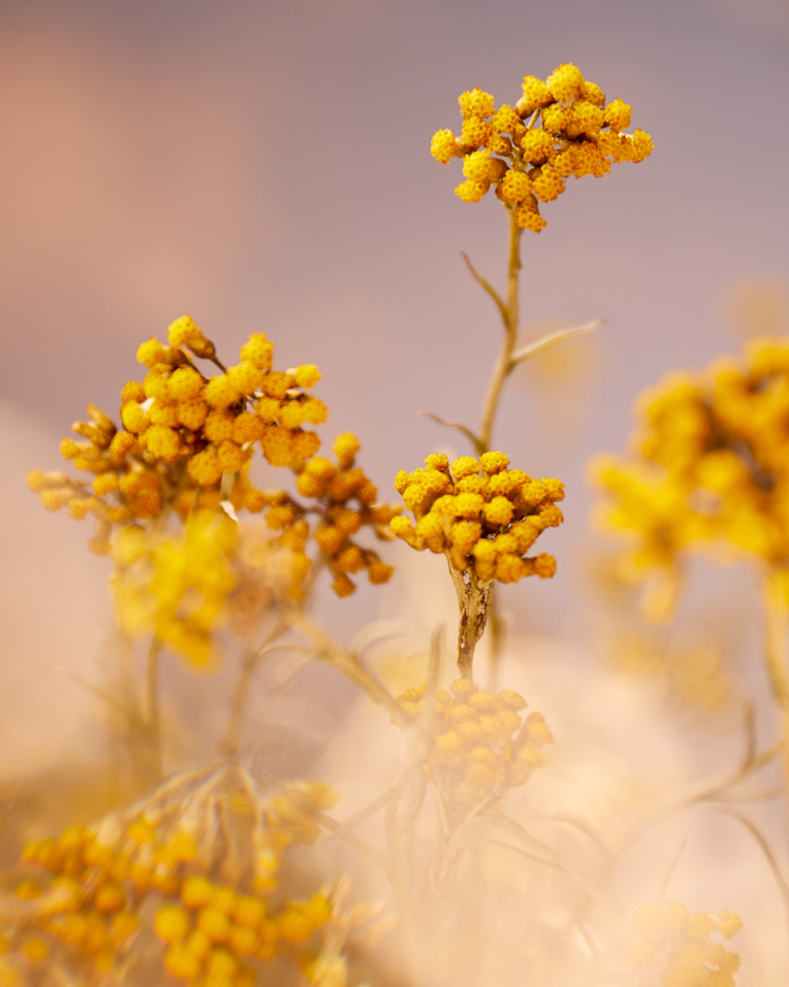 LOCCITANE Immortelle Precious Cream 50ml كريم مرطب مضاد للشيخوخة - Image 4